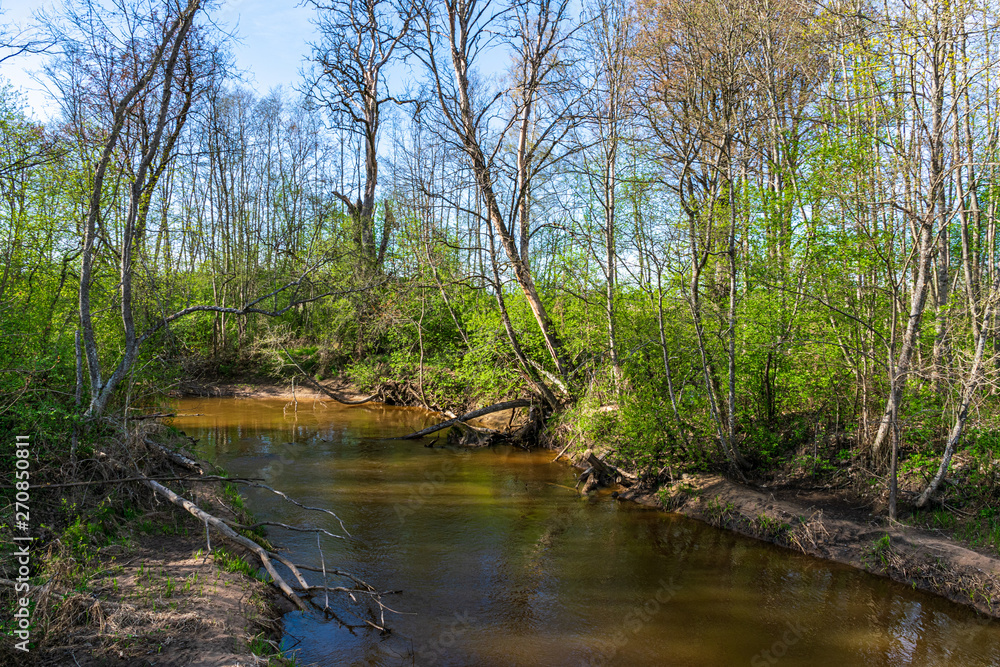 calm forest river hiding behind tree branches calm forest river hiding behind tree branches