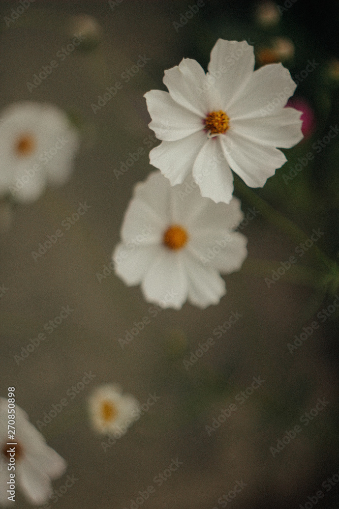 Obraz premium flower, white, nature, spring, daisy, plant, green, garden, flora, yellow, summer, anemone, bloom, macro, closeup, flowers, blossom, beauty, camomile, petal, beautiful, meadow, petals, floral, chamomi