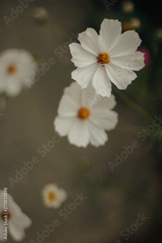 flower, white, nature, spring, daisy, plant, green, garden, flora, yellow, summer, anemone, bloom, macro, closeup, flowers, blossom, beauty, camomile, petal, beautiful, meadow, petals, floral, chamomi photo