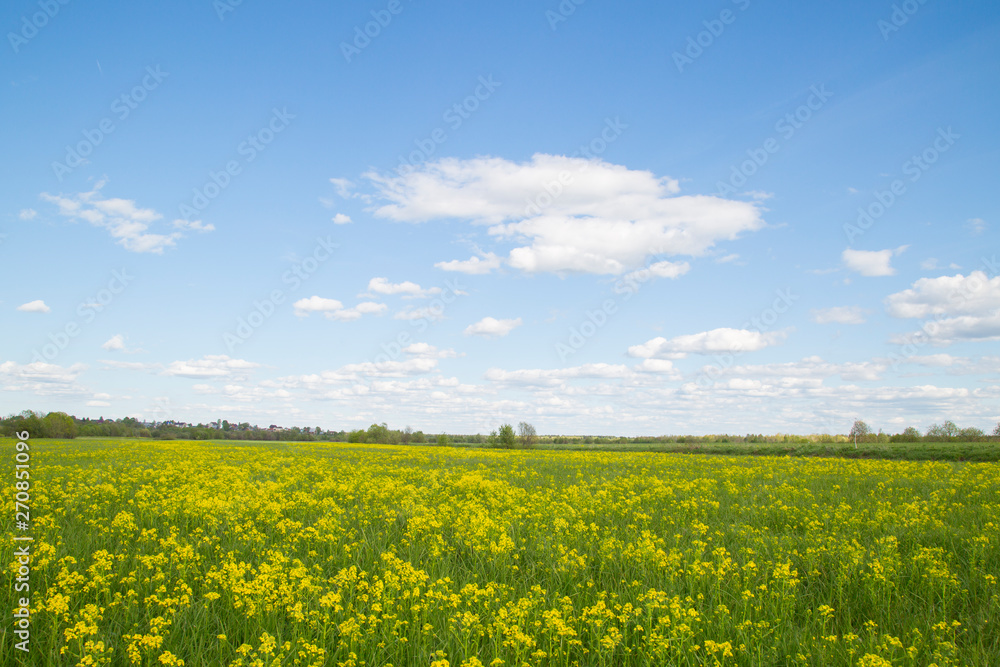 Yellow flowers on the field with blue sky and clouds.