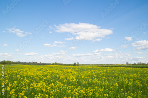 Yellow flowers on the field with blue sky and clouds.