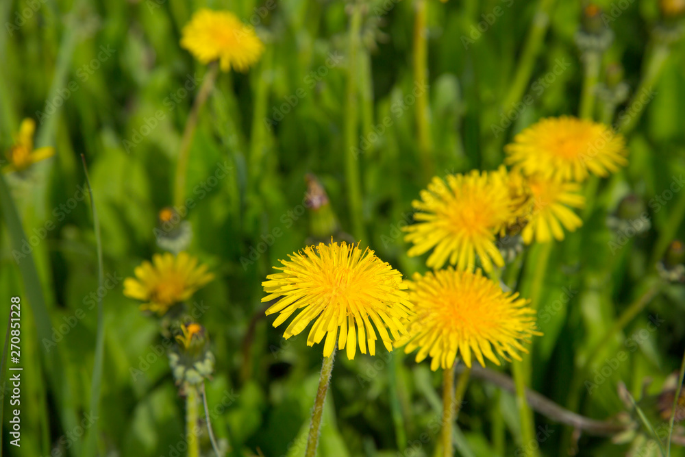 Yellow dandelions in the spring in the city Park. Yellow dandelions in the spring in the city Park.