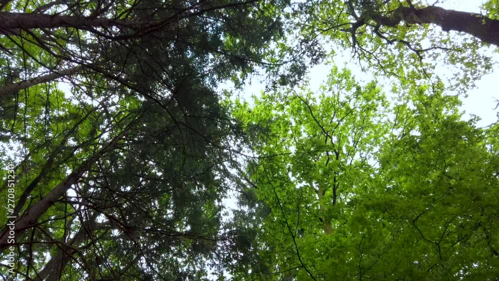 Forest canopy in spring, the sun gently shining through the green branches, solitude and tranquil scene, nature concept Forest canopy in spring, the sun gently shining through the green branches, solitude and tranquil scene, nature concept