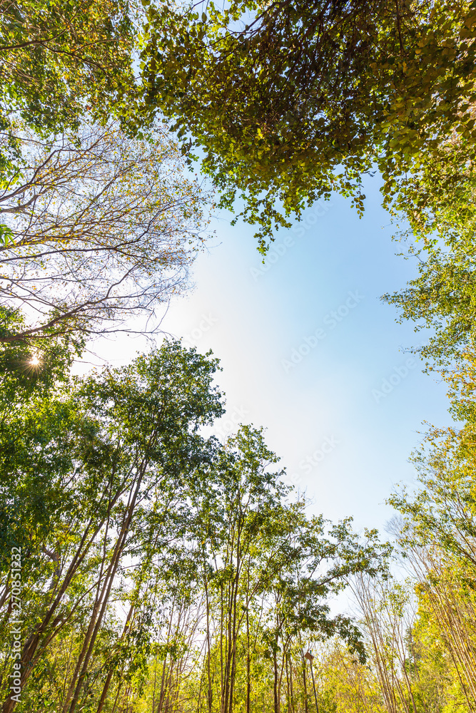 Fototapeta premium Forest Ant's Eye View