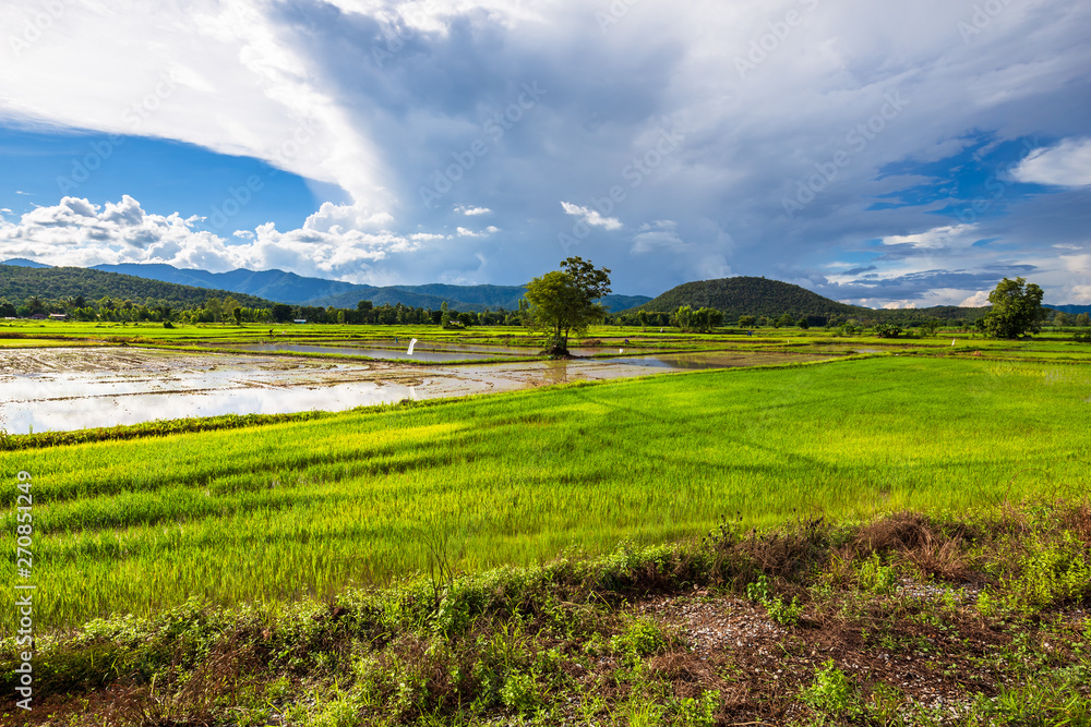 Rice Field at Cultivated Season in Thailand