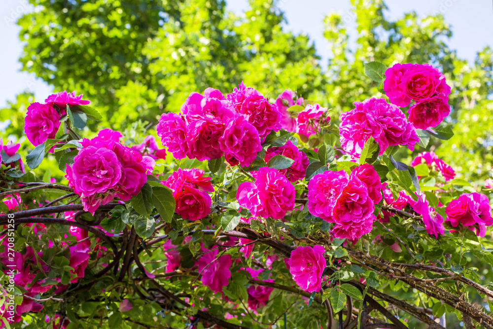 Beautiful pink roses on a wrought iron rose arbor.