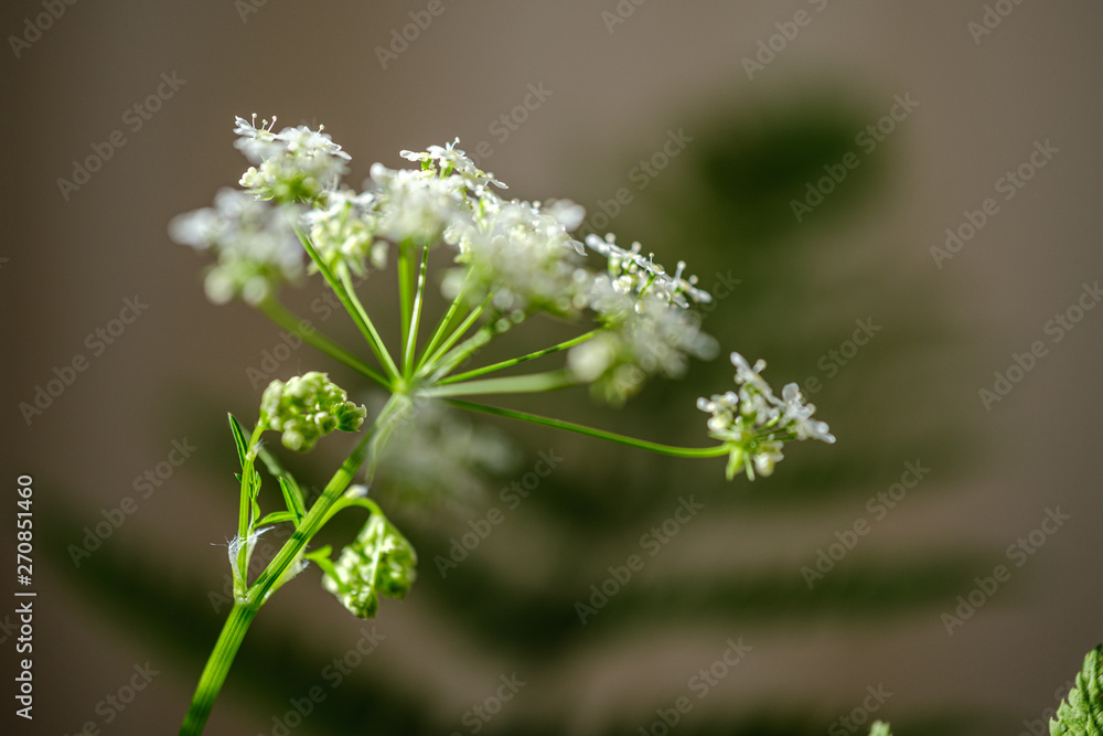 composition of small white flowers and fern leaf on green blur background composition of small white flowers and fern leaf on green blur background