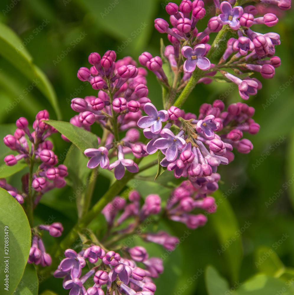 Branch of blossoming lilac at spring sunny day.