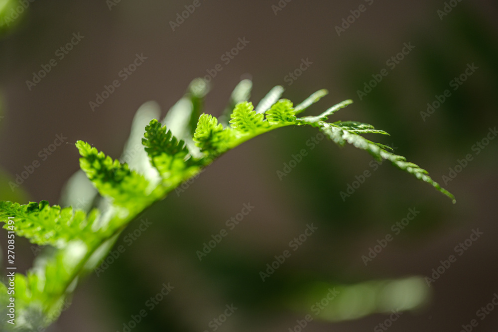 composition of small white flowers and fern leaf on green blur background composition of small white flowers and fern leaf on green blur background