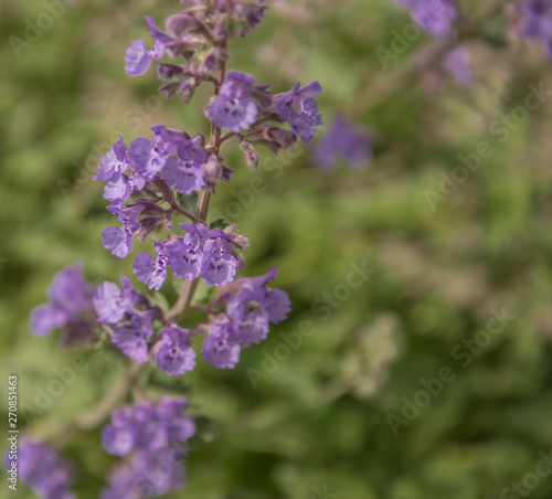 Field of Lavender, Lavandula angustifolia, Lavandula officinalis