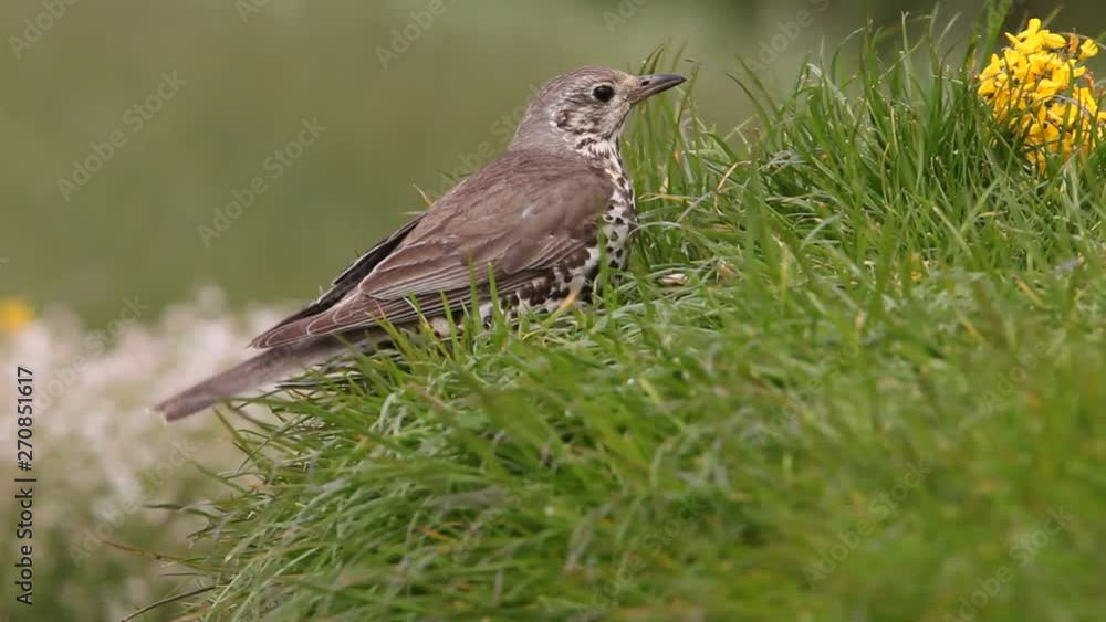Mistle thrush, Turdus viscivorus, birds Mistle thrush, Turdus viscivorus, birds