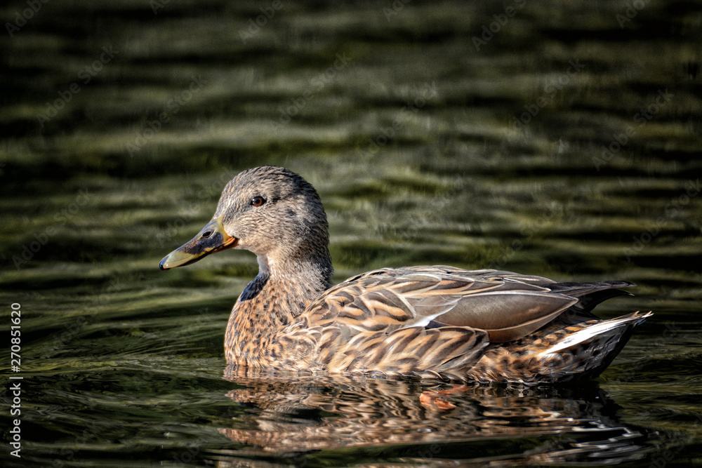 Swimming female mallard duck in late afternoon winter sunlight. Swimming female mallard duck in late afternoon winter sunlight.