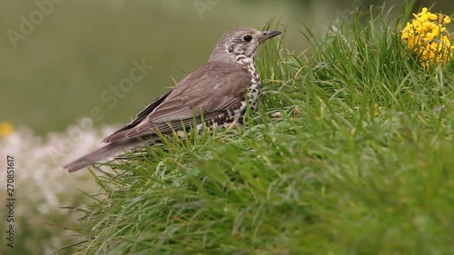 Wallpaper Mural Mistle thrush, Turdus viscivorus, birds Torontodigital.ca