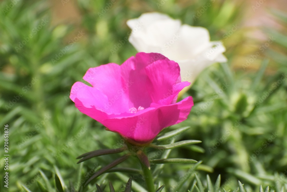 Beautiful cactus flower background