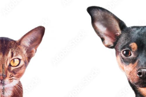 Stylish dog and cat portraits isolated on white, background, space for text,  Abyssinian cat  and toy terryer close up © Mariana