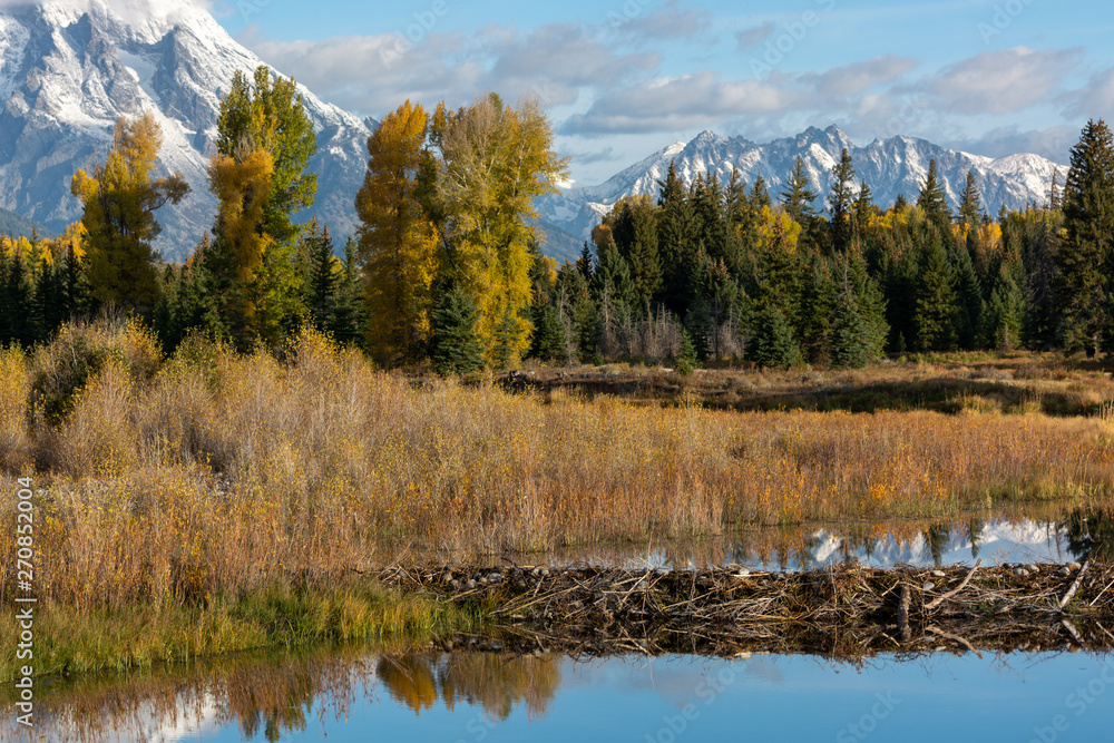 Beaver Dam at Schwabachers Landing Beaver Dam at Schwabachers Landing
