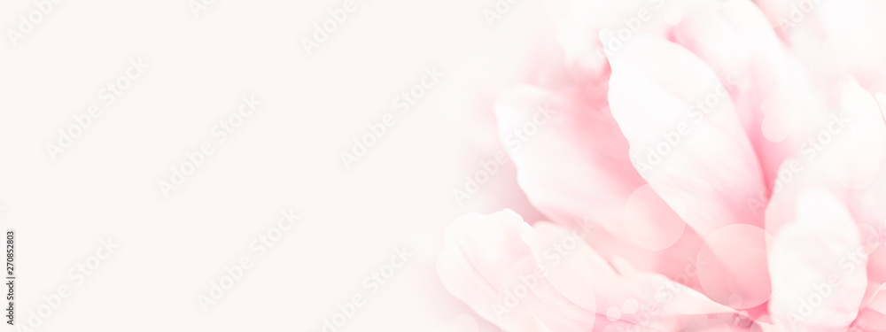 Closeup view of pink peony flower. Soft pastel wedding background. Banner for website. - obrazy, fototapety, plakaty 