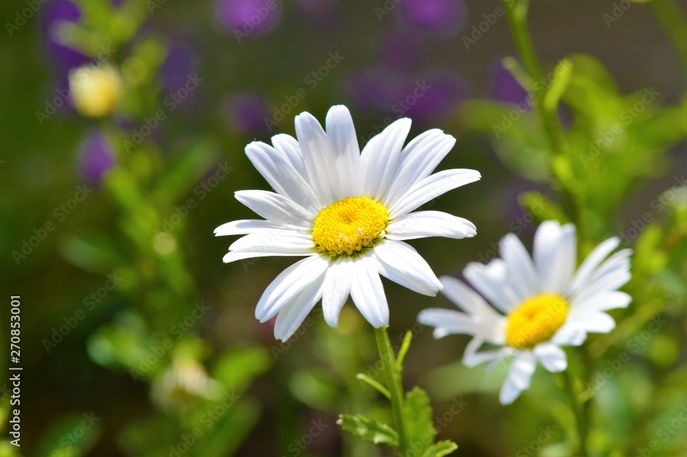 Oxeye Daisy Flowers (Leucanthemum vulgare).
