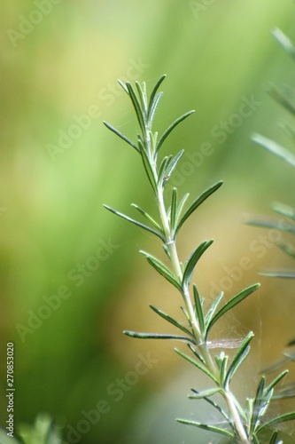 rosemary herb Cyprus nature background