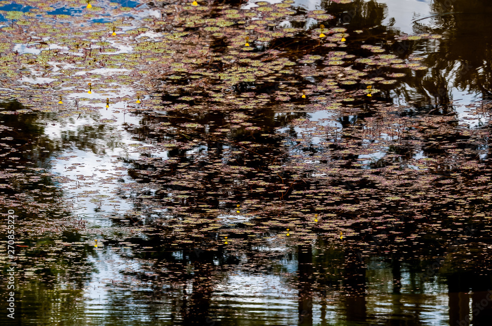 Obraz premium Reflexo