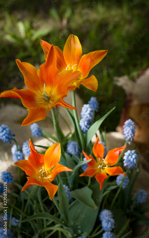 meadow lit by the sun with beautiful colorful tulips in spring. meadow lit by the sun with beautiful colorful tulips in spring.