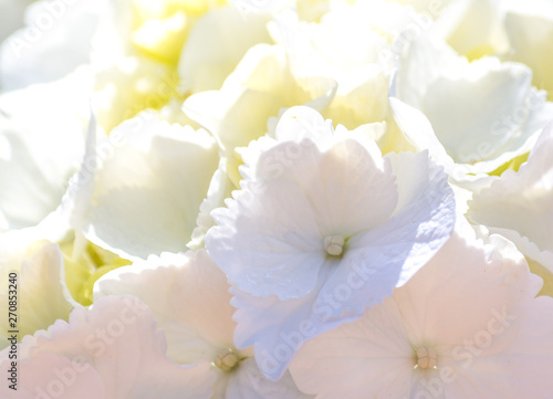Closeup on white hydrangea petals