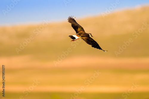 Birds life. Bird photo. Nature habitat background. Northern Lapwing. © serkanmutan