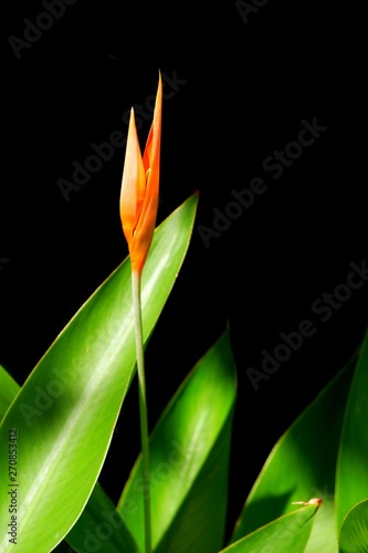 Sunlight and shadow on surface of orange Heliconia flower bud is growing with green leaves on black background