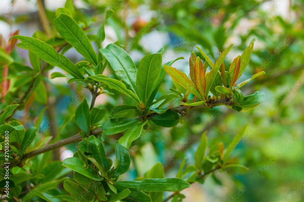 Fresh spring leaves growing on a pomegranate shrub in north east Italy Fresh spring leaves growing on a pomegranate shrub in north east Italy