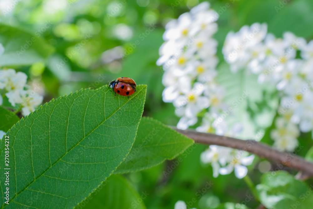 Ladybug and white blooming bird cherry flowers. Red ladybug sitting on white flower and green leaf in the springtime. Ladybug and white blooming bird cherry flowers. Red ladybug sitting on white flower and green leaf in the springtime.
