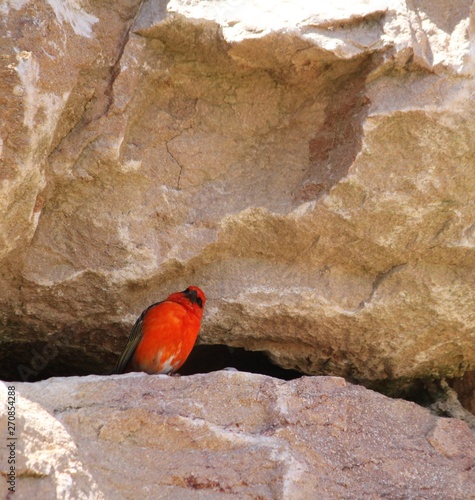 Wallpaper Mural Small orange bird Torontodigital.ca