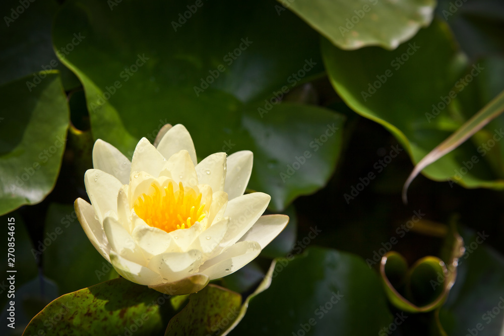 Yellow waterlily in the pond