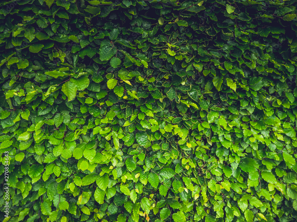 Green leaves Green leaves