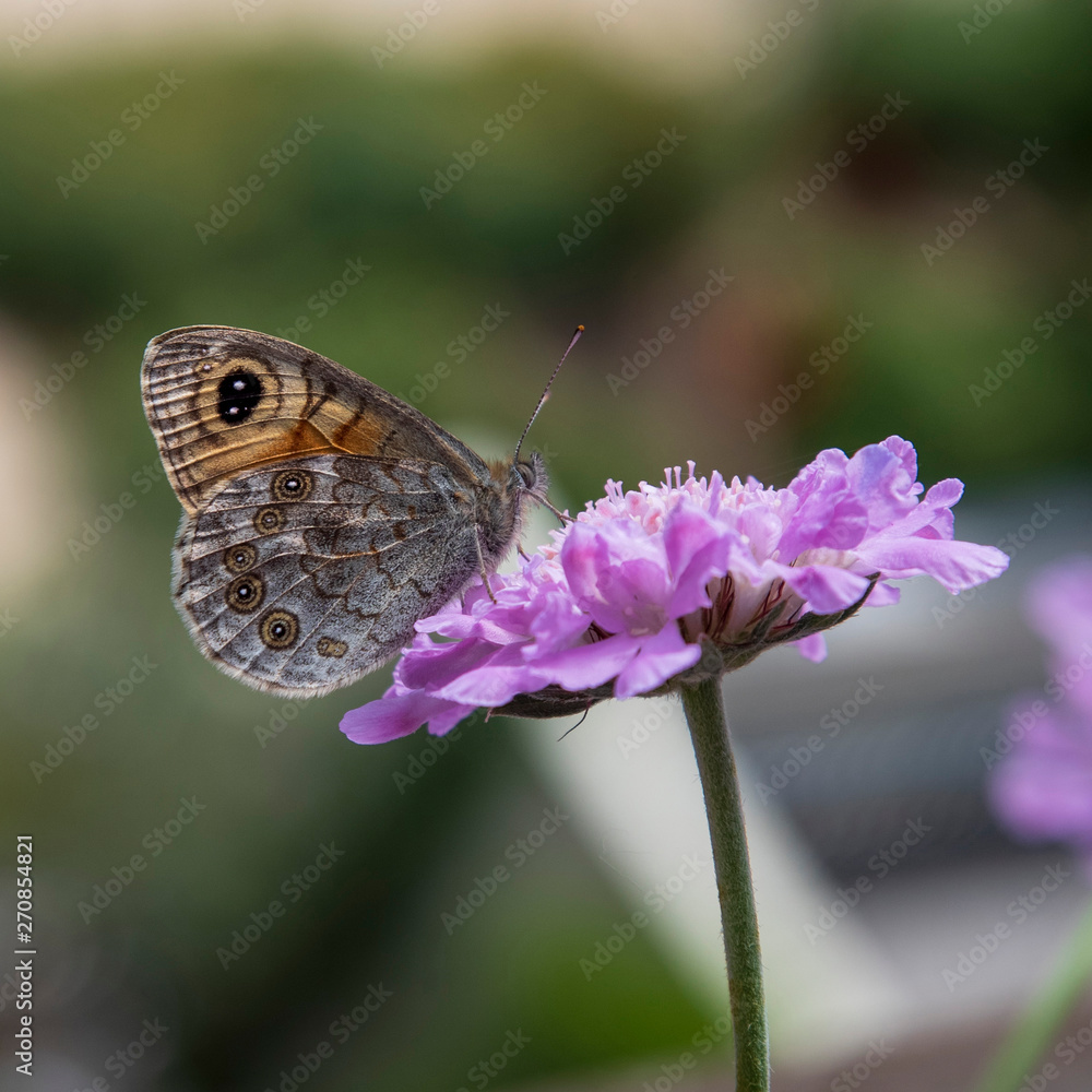 Obraz premium A butterfly on a flower in spring