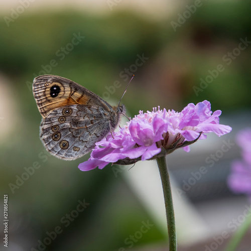 A butterfly on a flower in spring