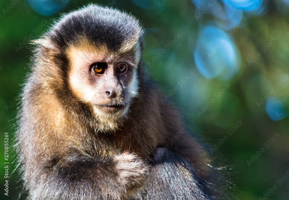 Close up de macaco Close up de macaco