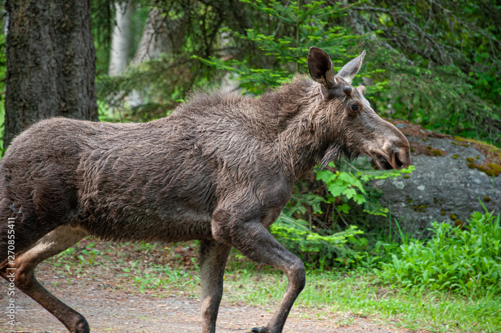 Moose running Moose running