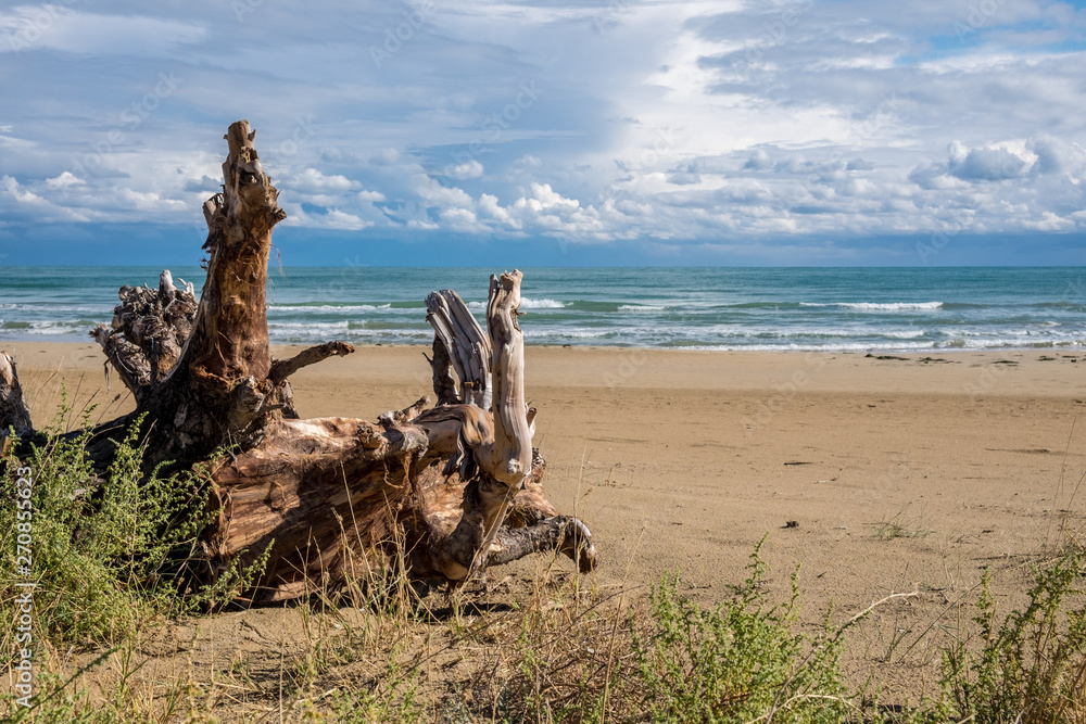 Driftwood on the beach