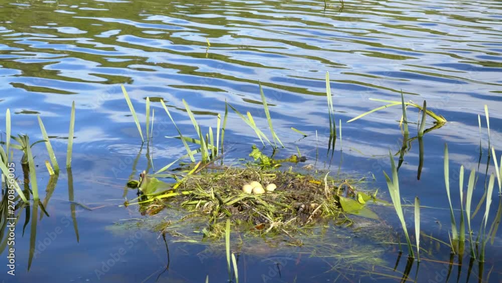 Nest with bird eggs floating on surface of water in early spring Nest with bird eggs floating on surface of water in early spring