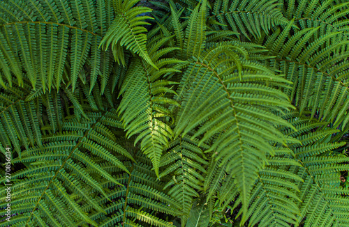 Beautiful green fern leaves in a forest.