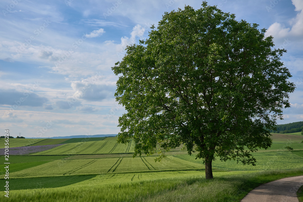 Fototapeta premium Walnussbaum, Echter Walnuss
