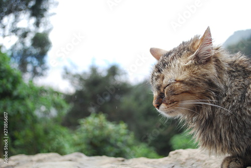 Gato atigrado 