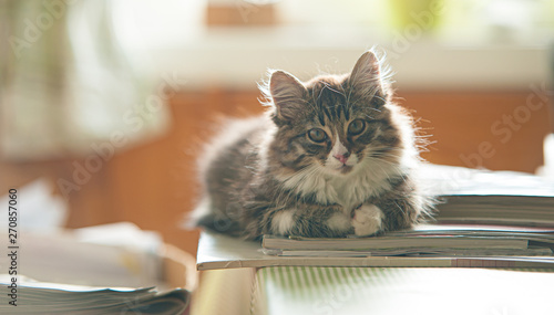 Foto Cute norwegian forest caton a stack of magazines looking at you.