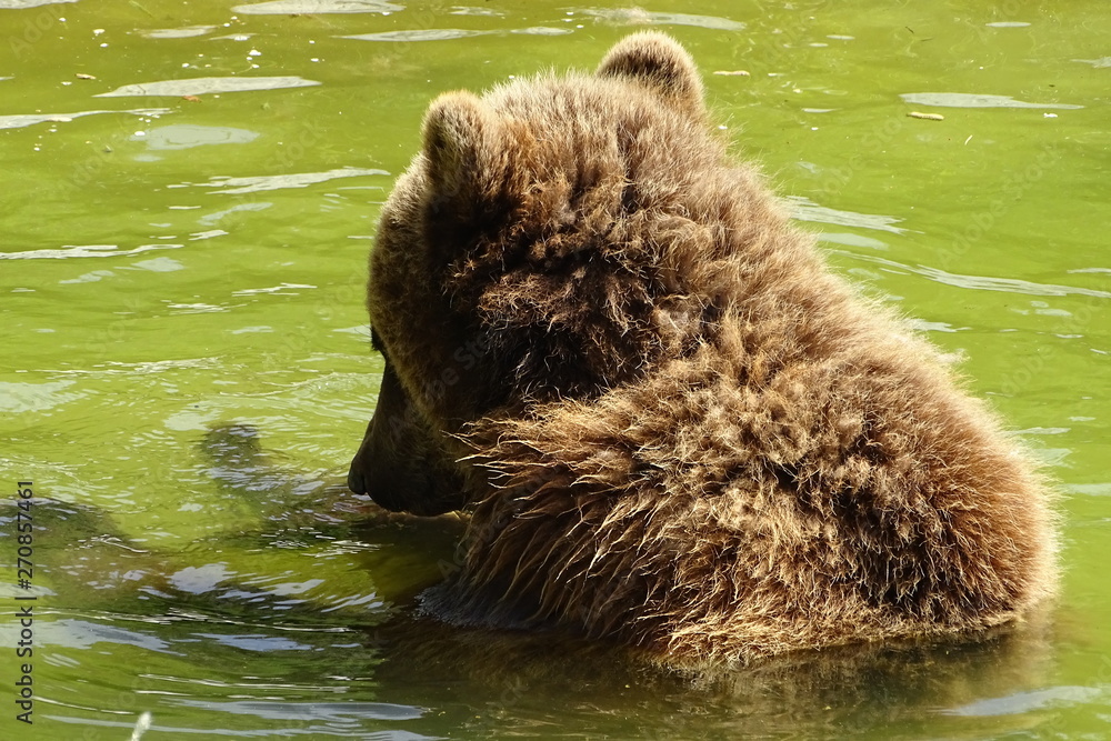 Brown bear having a bath at the zoo Brown bear having a bath at the zoo