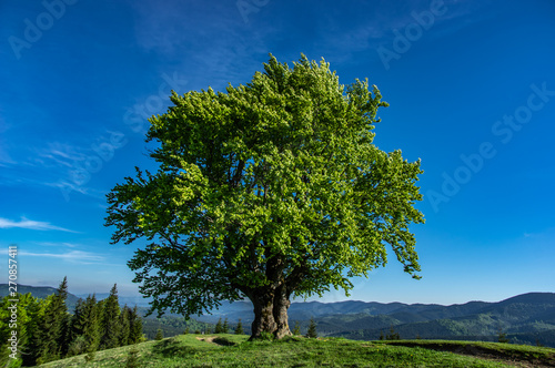 Old beech on the background of mountains