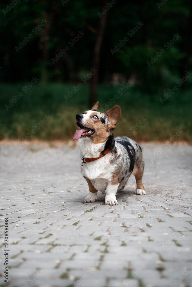 A beautiful mature Welsh Corgi Cardigan female dog is staying on a gray tile at park. She has brown, white and black fur and blue and brown eye, a collar. She looks up. A background is green.