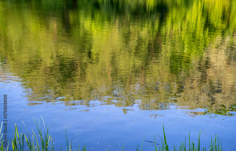 reflection of trees in water