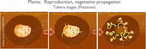 Potato reproduction. Tubers stages. Vegetative propagation types in plants. Tubers are vegetative organs that may develop from stems or roots. Step by step.  2d drawing vector. illustration
