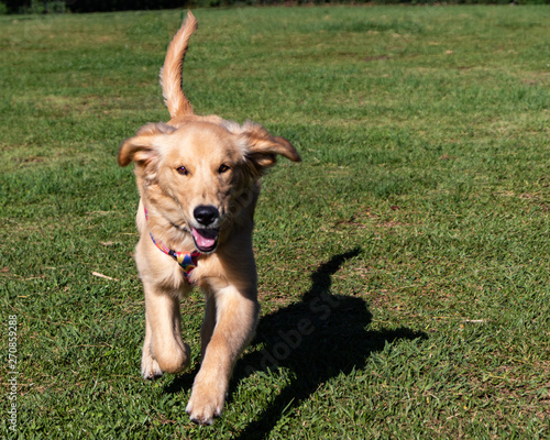 Young dog running in the park on a sunny day