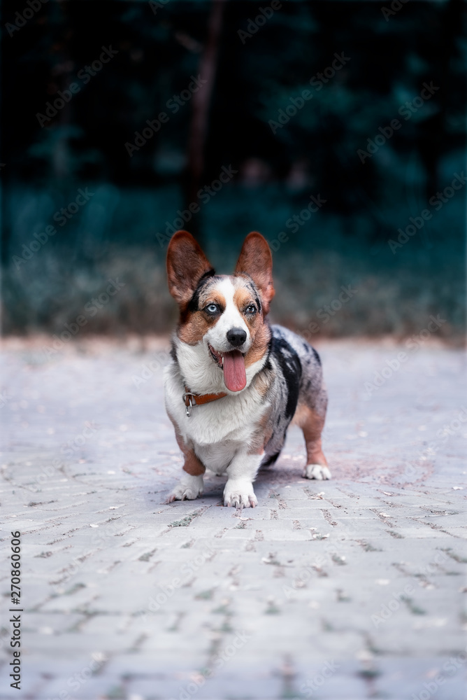 A beautiful mature Welsh Corgi Cardigan female dog is staying on a gray tile at park. She has brown, white and black fur and blue and brown eye, a collar. She looks forward. A background is tortoise.